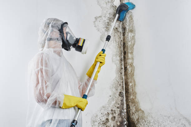 Best Mold Prevention Services in Raymond, WA